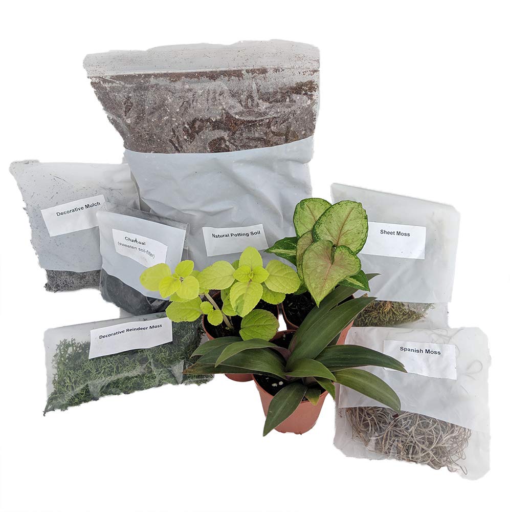 4 Best Terrarium And Plant Craft Kits